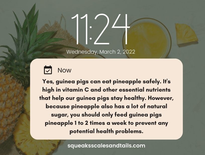 a tip about how to feed pineapple to guinea pigs