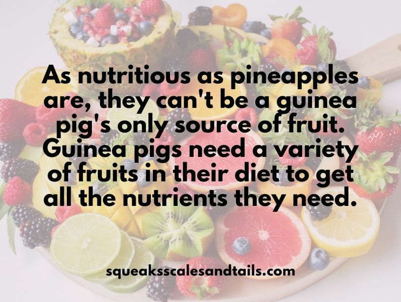 a message the explains that guinea pigs can eat pineapple and lots of other fruits