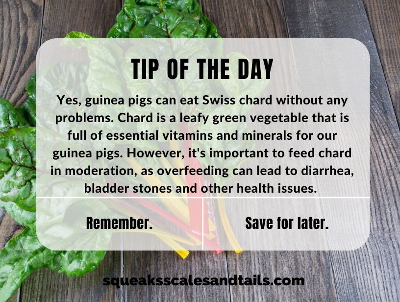 a tip that explains that guinea pigs eat swiss chard