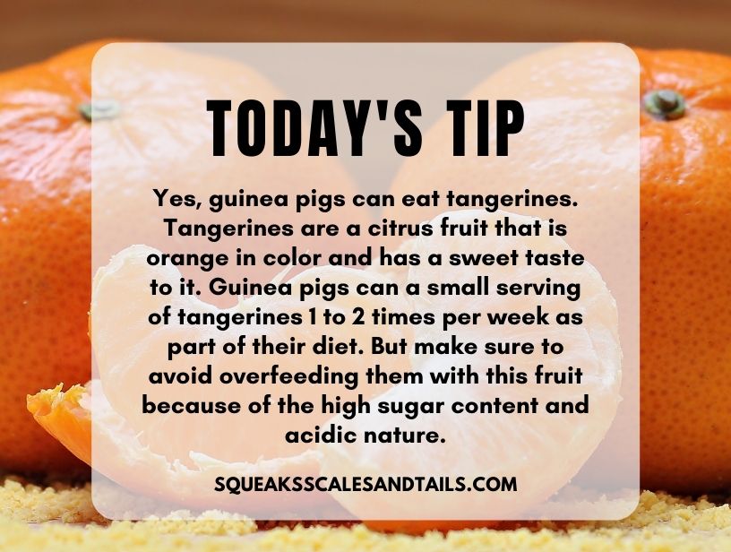 a tip that explains that guinea pigs can eat tangerines