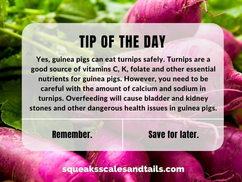 a tip that explains that guinea pigs can eat turnips safely