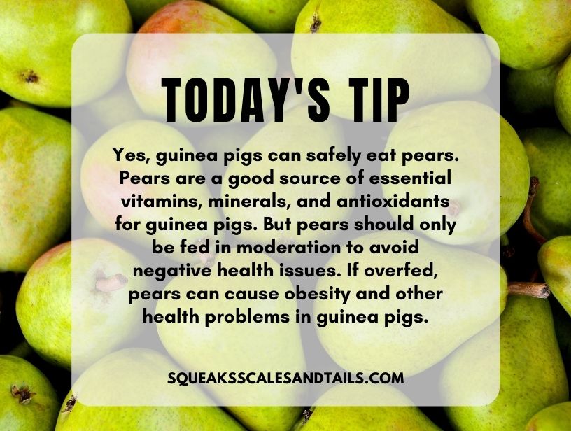 a tip explaining the guinea pigs can eat pears if they are fed to them correctly