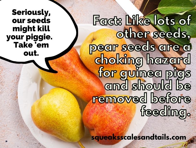a reminder that guinea pigs can eat pears if you remove seeds that are choking hazards
