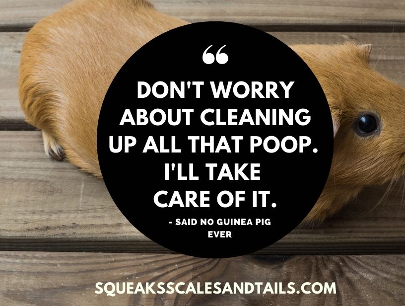 a sarcastic message about guinea pig poop from a guinea pig