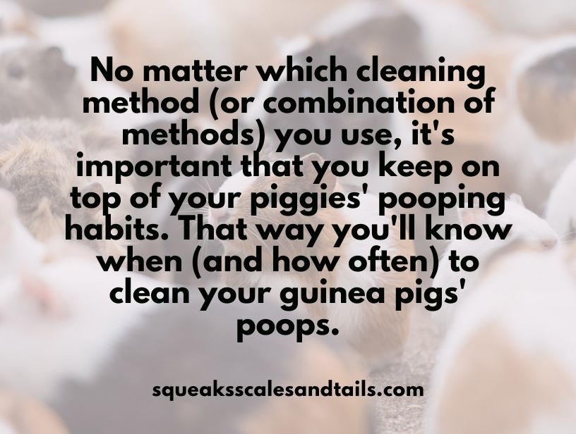 a reminder that owners need to figure out their guinea pigs pooping schedule to know when and how often to clean up the guinea pig poop