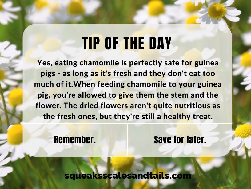a tip that answers the question can guinea pigs eat chamomile
