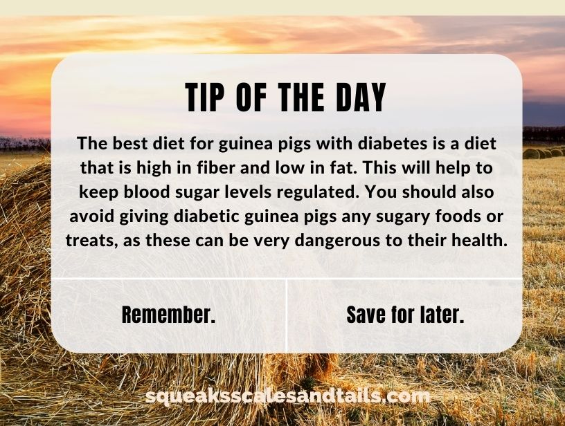 tip for diabetic guinea pigs