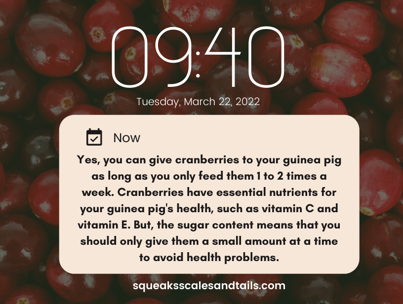 tips for how guinea pigs can eat cranberries safely