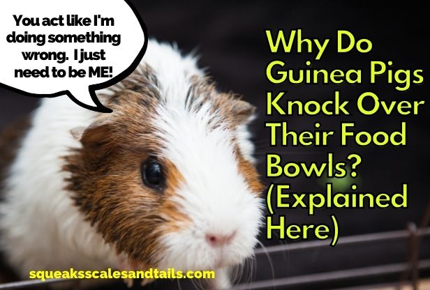 Why Do Guinea Pigs Knock Over Their Food Bowls? (Explained Here)