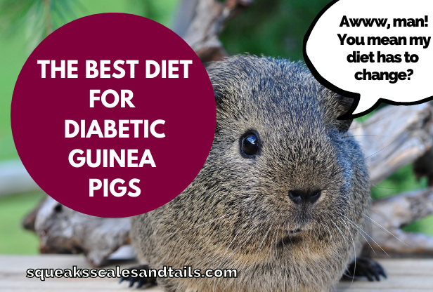 a guinea pig wondering if how he should eat if he's diabetic 