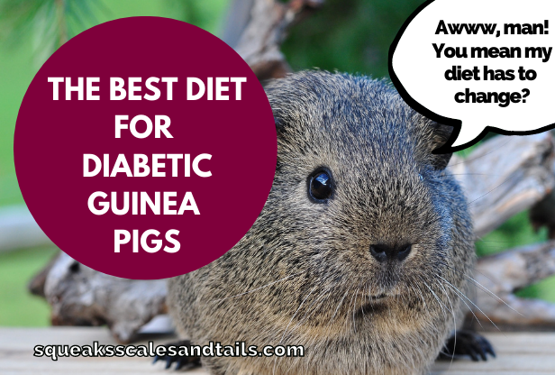 a guinea pig wondering if how he should eat if he's diabetic