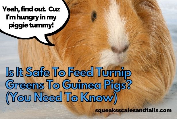 a picture of a guinea pig wondering if he can eat turnip greens