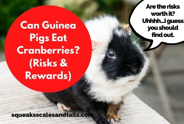 Can Guinea Pigs Eat Cranberries? (Risks & Rewards)