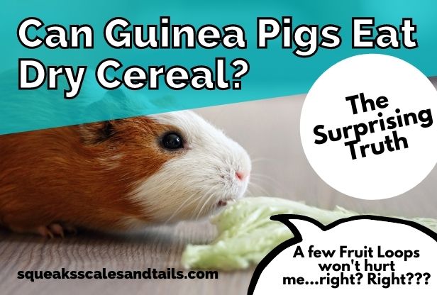 a picture of a guinea pig wondering if he can eat dry cereal
