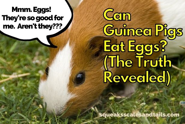 a picture of a guinea pig who wonders if he can eat eggs
