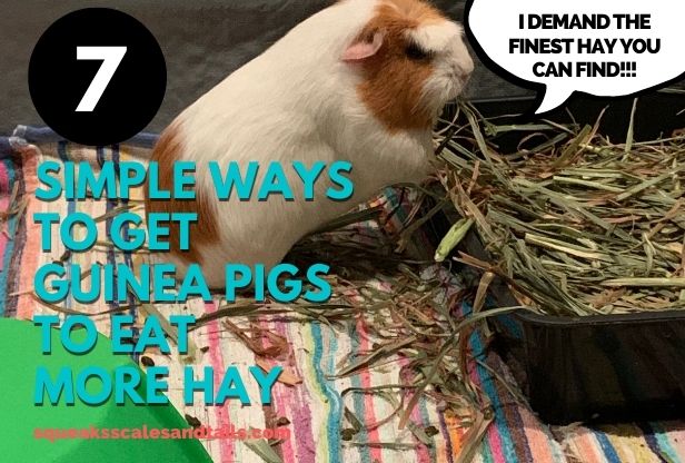 a picture of a guinea pig who says he might eat more hay if his owner buys him the finest hay ever