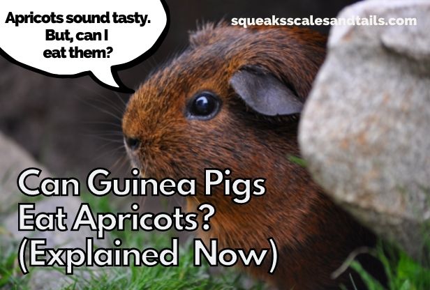 a guinea pig wondering if he can eat apricots