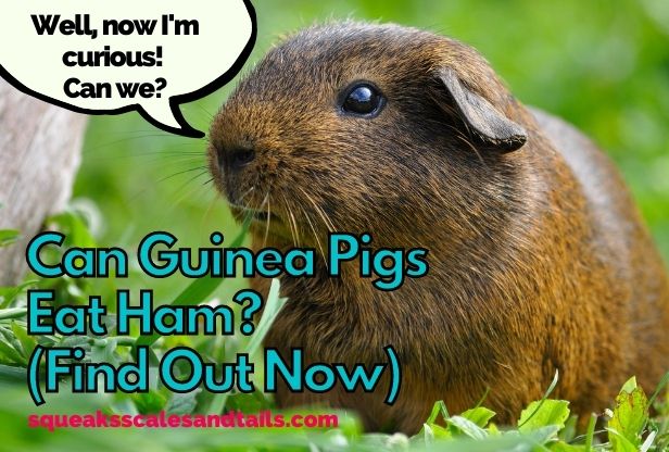 Can Guinea Pigs Eat Ham? (Find Out Now)