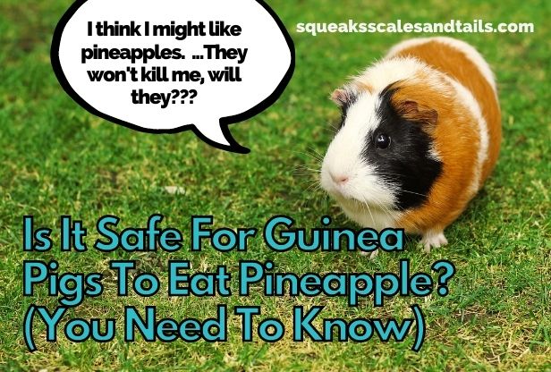 a guinea pig wondering if he can eat pineapple