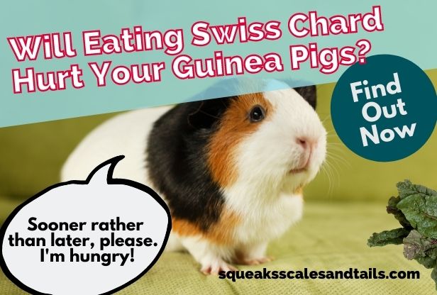a guinea pig wondering if he can eat swiss chard