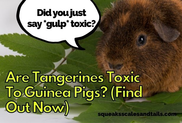 Are Tangerines Toxic To Guinea Pigs? (Find Out Now)