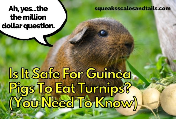Is It Safe to Feed Guinea Pigs Turnips? (You Need To Know)