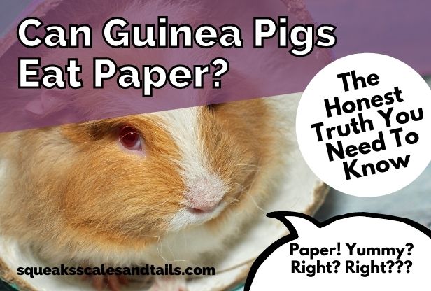 a guinea pigs wondering if he can eat paper