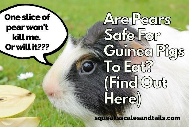a picture of a guinea pig wondering if pears are safe for guinea pigs to eat