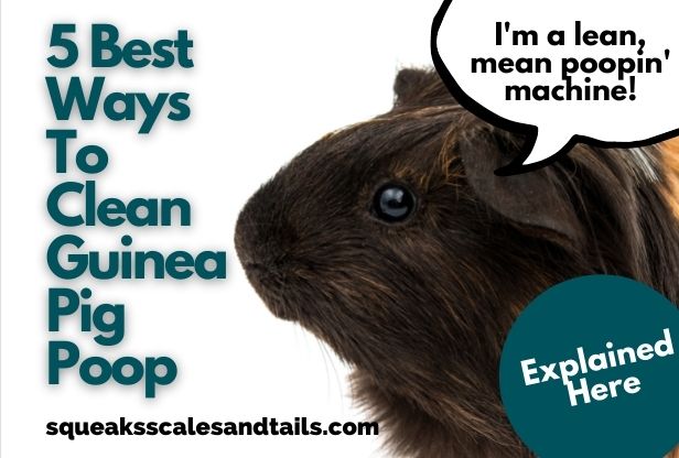 5 Best Ways To Clean Up Guinea Pig Poop (Explained Now)