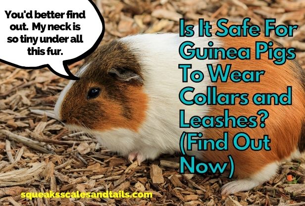 a picture of a guinea pig wondering if he can wear leashes or collars