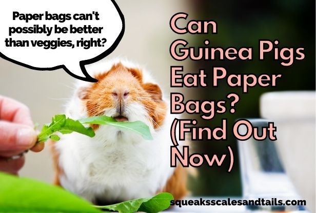 Can Guinea Pigs Eat Paper Bags? (Find Out Now)