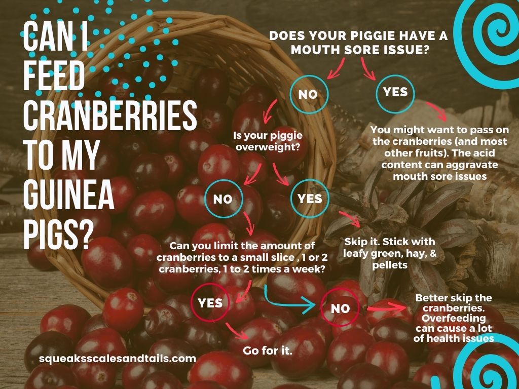 a decision tree to help people understand if they can feed their guinea pigs cranberries