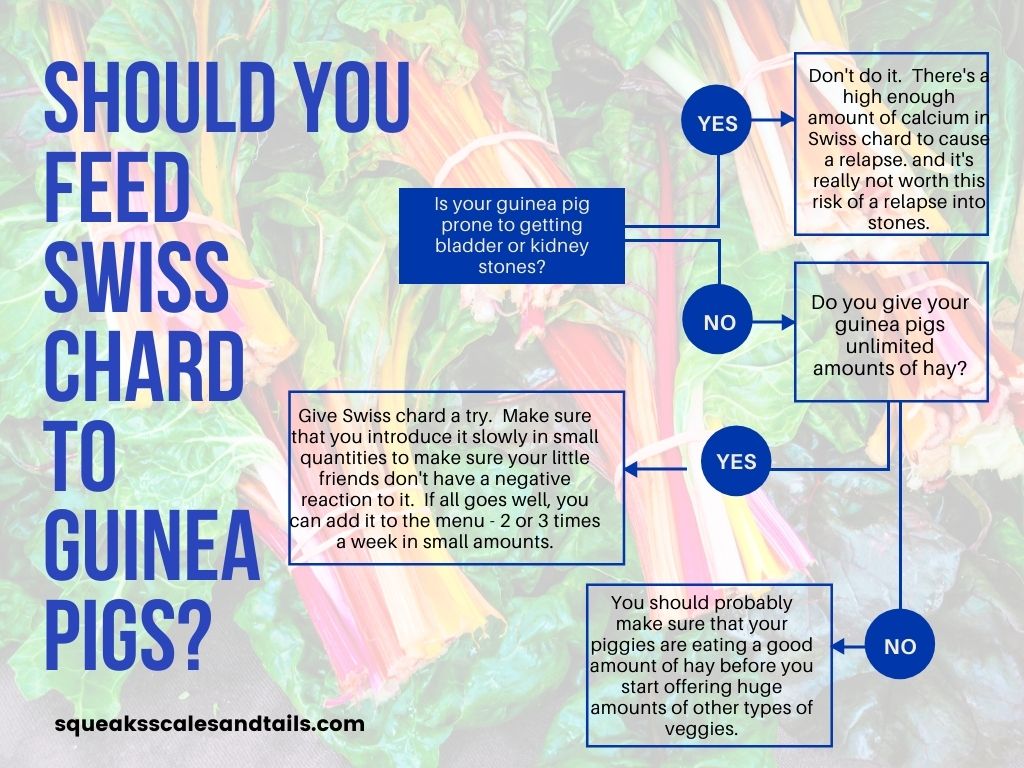 a decision tree that helps people figure out if their guinea pigs should eat swiss chard