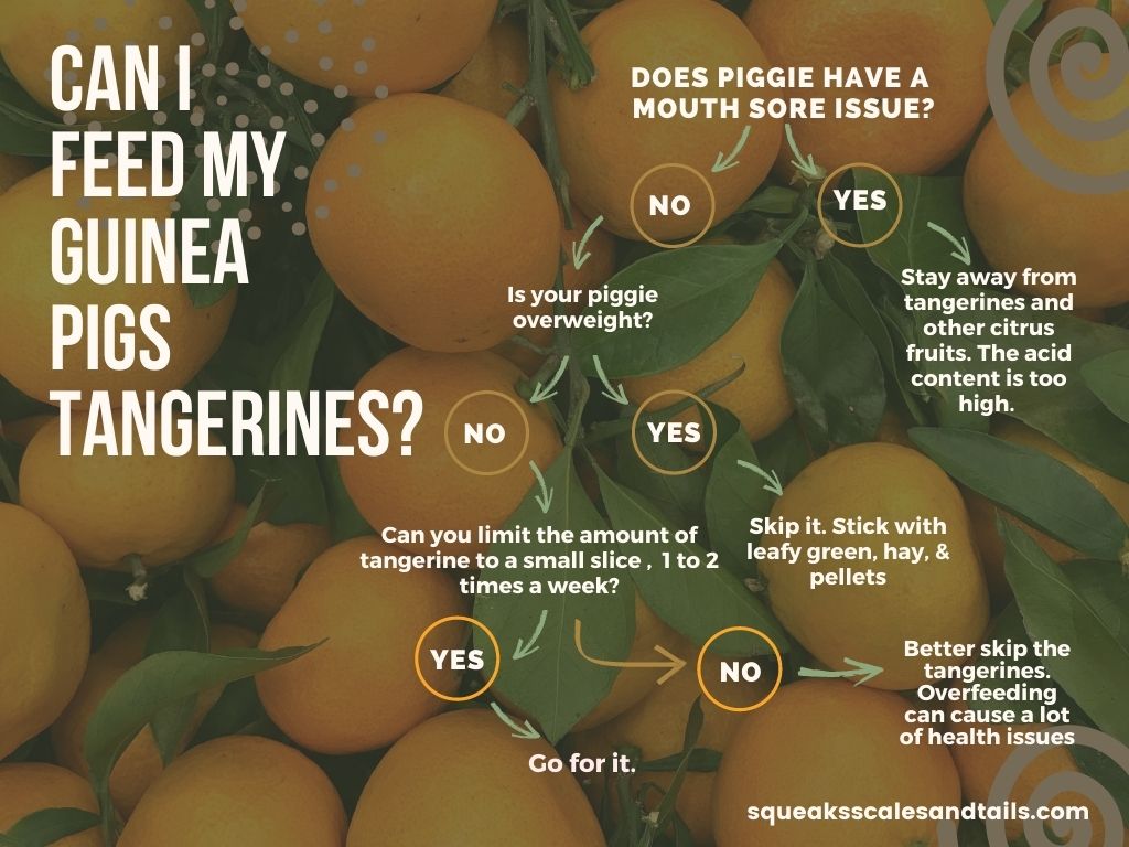 a decision tree that can be used to help people figure out of their guinea pigs can eat tangerines