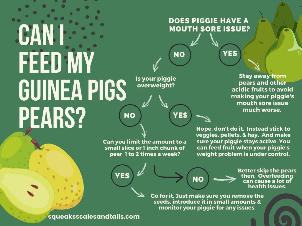 a decision tree to help pet parents figure out if their guinea pig can eat pears