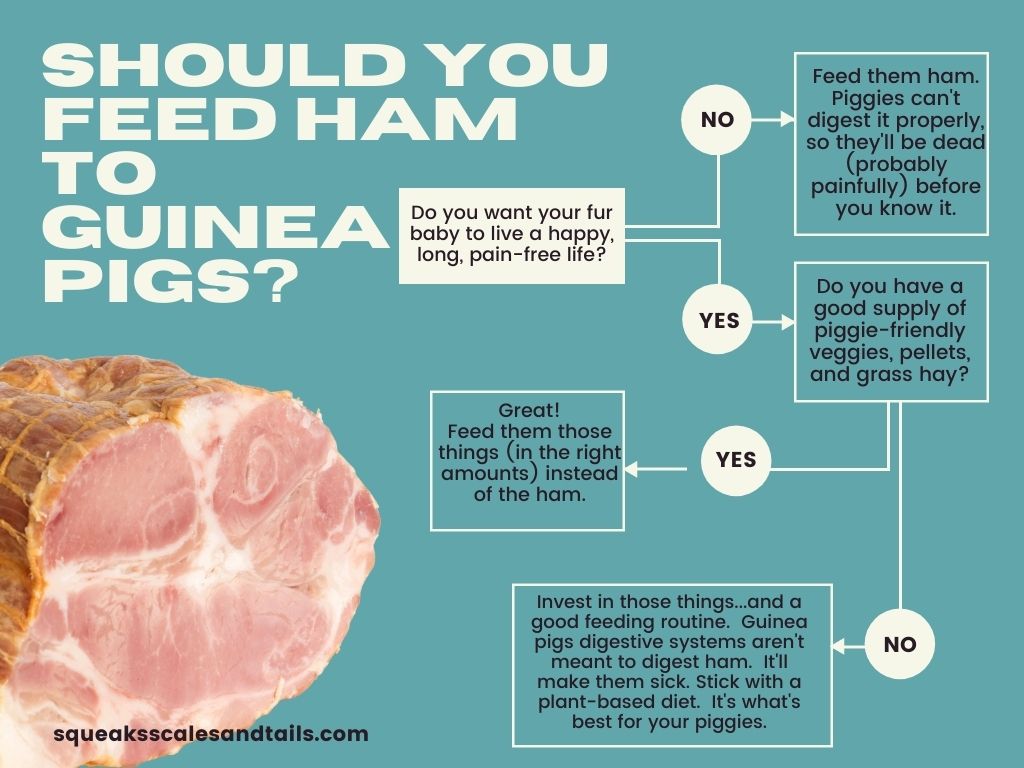 a decision tree to help people work out that guinea pigs can't eat ham
