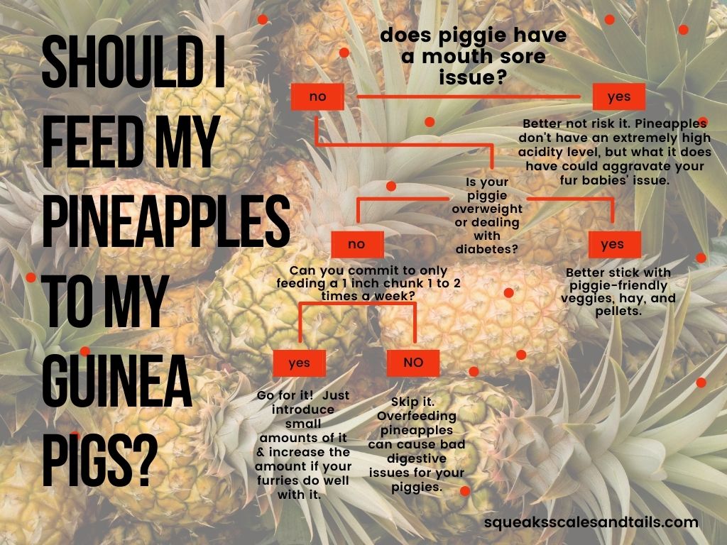 a decision chart to help people figure out if they should feed pineapple to their guinea pig