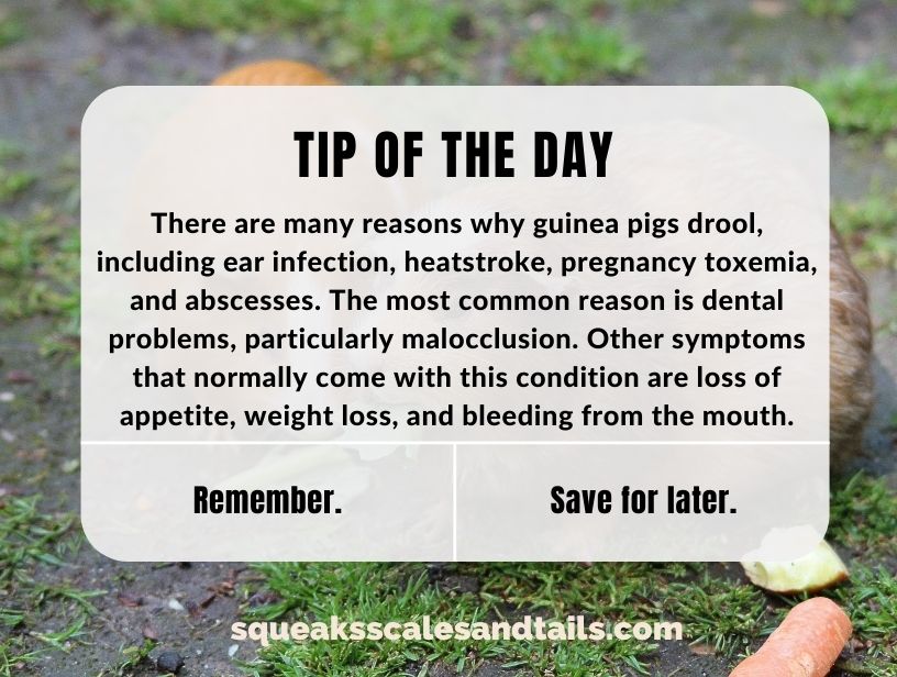 a tip about why guinea pigs drool