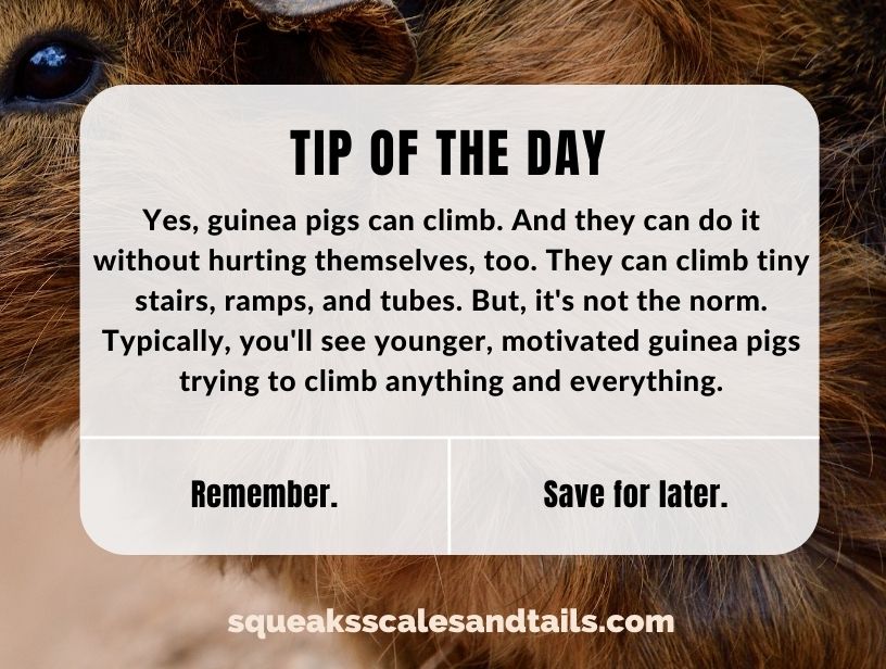 a tip that answers the question can guinea pigs climb