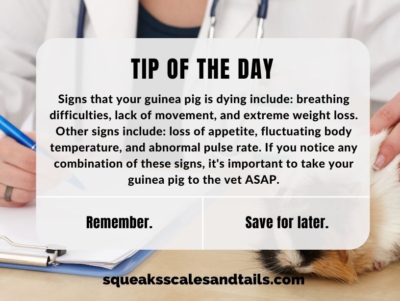 a tip about guinea pigs that are dying