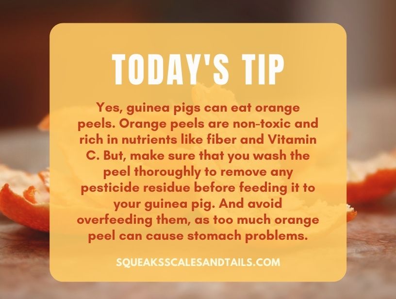 a tip about how guinea pigs can eat orange peels in moderation