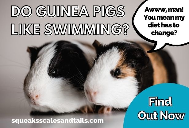 guinea pigs wondering if they like swimming
