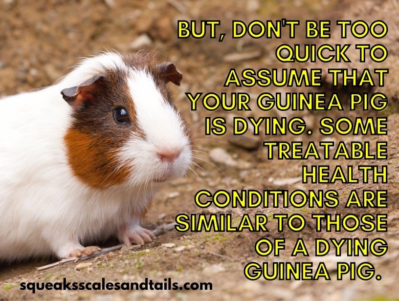 something to remember about signs that a guinea pig is dying