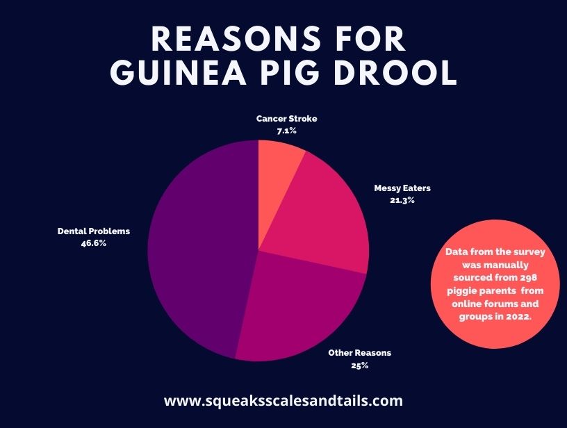 a graphic that show a survey of people that explain why their guinea pigs drool