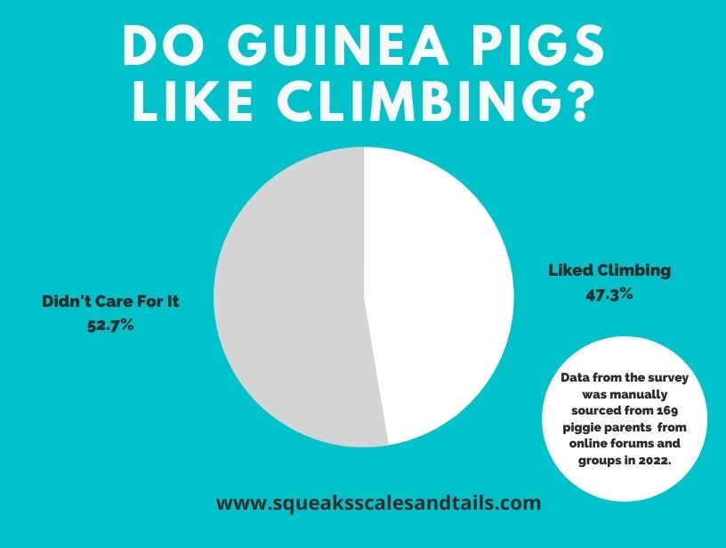 a circle graph that explains that how many guinea pigs like climbing