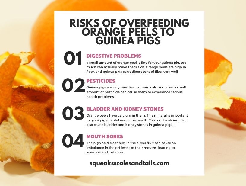 4 risks of guinea pigs eating orange peels