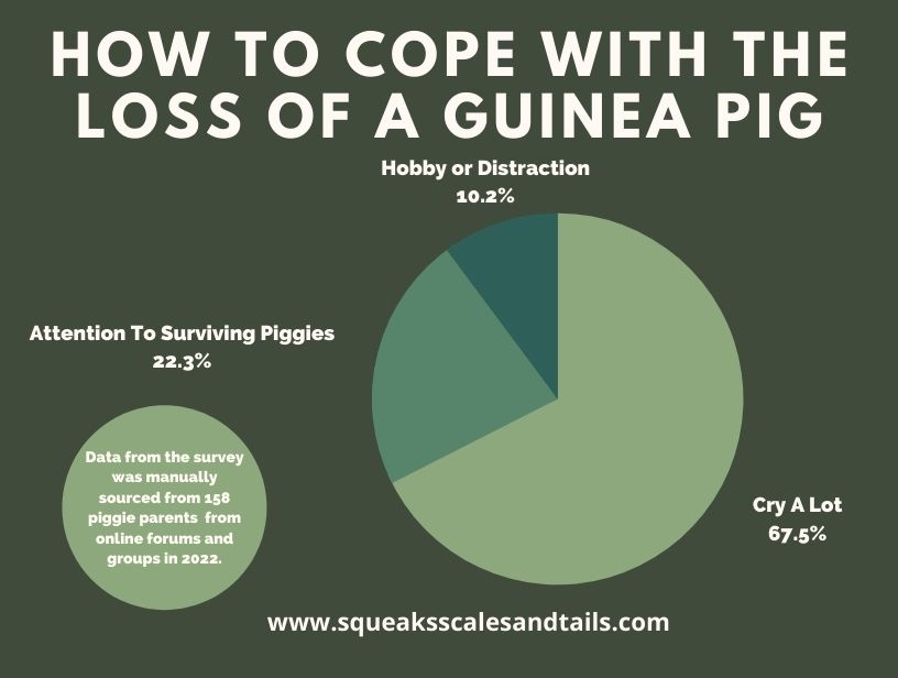 a graph that explains how to cope with the death of a guinea pig (signs your guinea pig is dying)