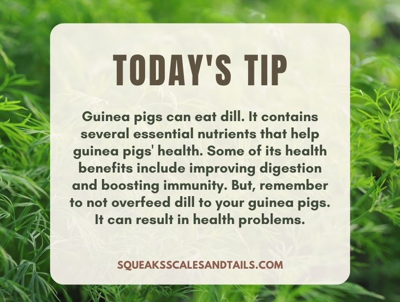 a tip about guinea pigs eating dill