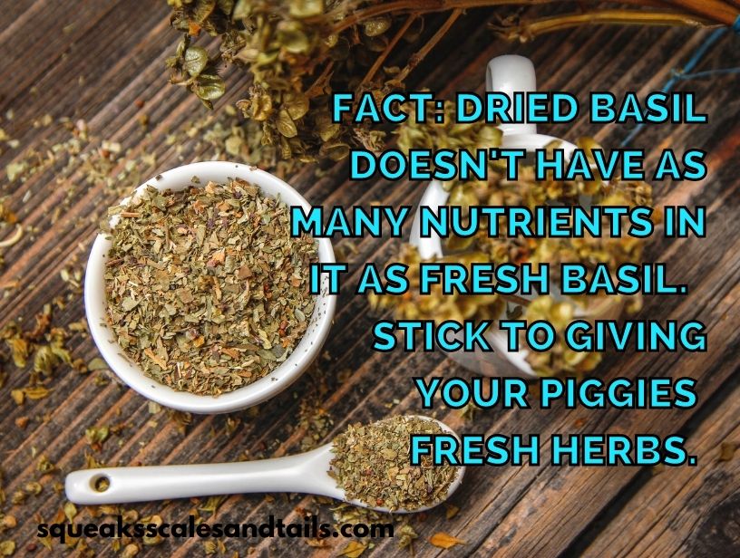 a fact about guinea pigs eating basil