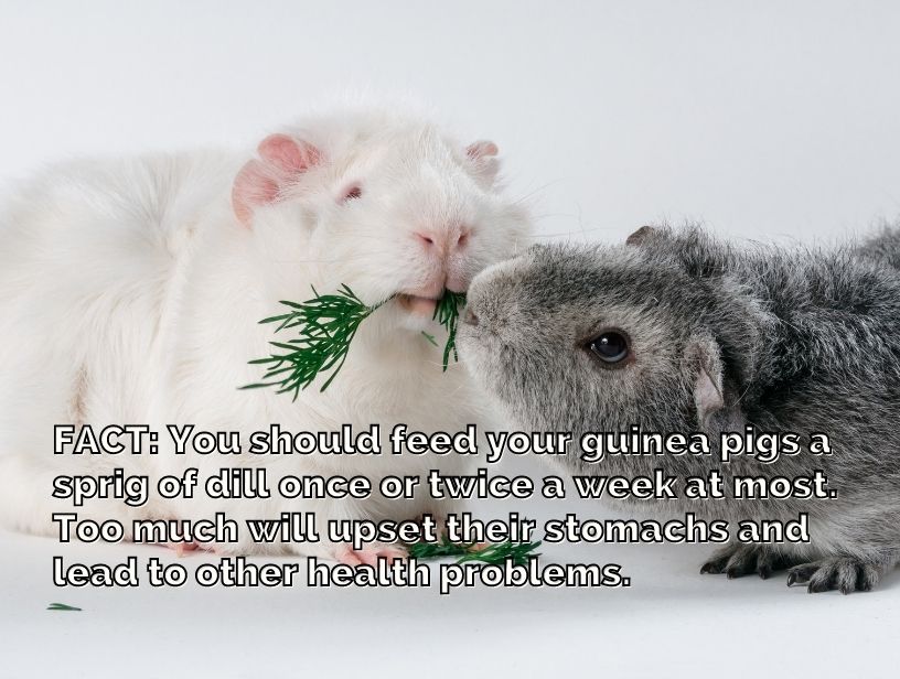 a helpful tip about guinea pigs eating dill